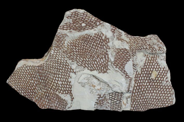 Ordovician Graptolite (Araneograptus) Plate - Morocco #174310